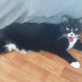 A black and white tuxedo cat lying on a wooden floor next to a couch.