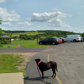A black dog on a leash stands in a park with a scenic view and parked cars.