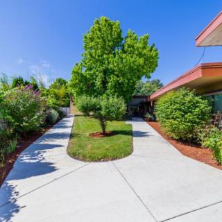 A sunny pathway with lush greenery and a prominent tree at the center.