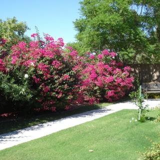A beautiful garden with vibrant pink flowers and a neatly trimmed lawn.