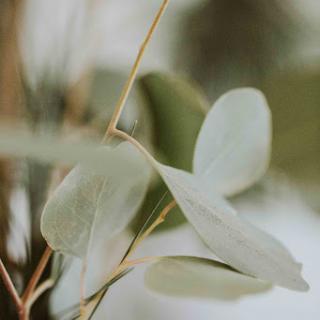 A close-up shot of delicate green leaves showcasing the beauty of nature.