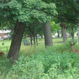 Vermont Veterans' Home Domiciliary