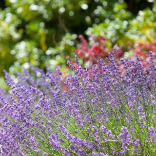A vibrant garden filled with blooming lavender flowers.