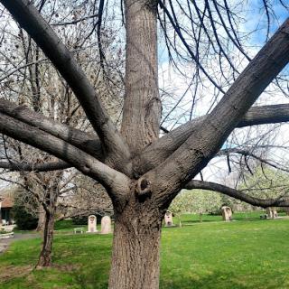 A tree with an interesting branch structure in a green park.