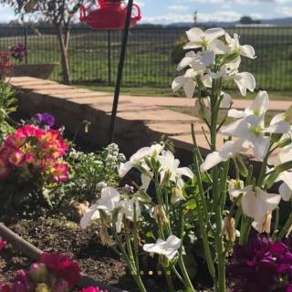 A vibrant garden with blooming irises and various colorful flowers under a clear sky.
