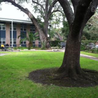 A serene outdoor scene featuring a large tree and well-maintained grass beside a building.