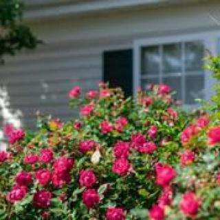 A vibrant rose bush in full bloom in front of a house window.