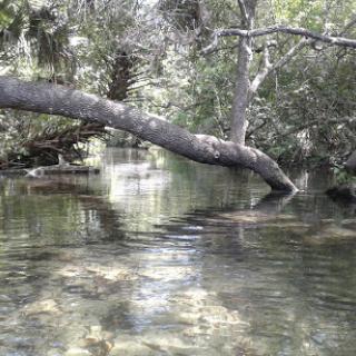 A serene view of a river with a gracefully arched tree branch reaching over the calm waters.