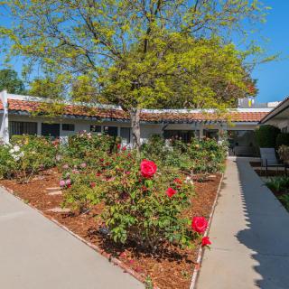A vibrant garden with blooming roses, surrounded by a pathway and trees on a sunny day.