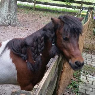 A pony with a braided mane looking over a wooden fence.