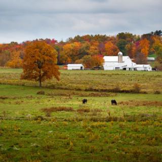 A serene autumn scene on a farm, featuring vibrant foliage and grazing livestock.