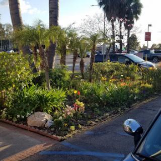 A vibrant garden filled with plants and flowers, situated next to a parking lot.