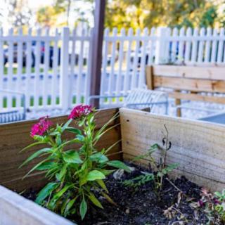 A vibrant flower grows in a wooden planter box in a garden setting.
