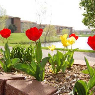 A vibrant display of red and yellow tulips blooming by a serene pond.
