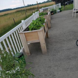 A row of raised planters on a deck with scenic outdoor views.