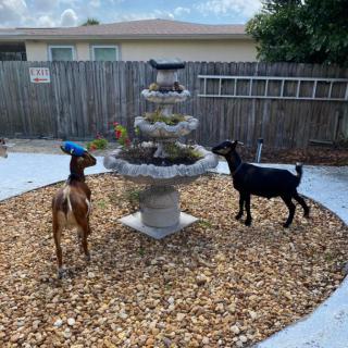 Two goats explore a backyard fountain.