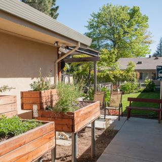 A garden with raised beds filled with plants on a sunny day.