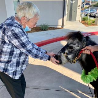 An elderly person interacting with a miniature horse outside.