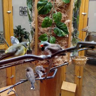 A variety of colorful birds perched on a branch in an indoor aviary setting.