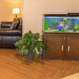 A cozy living room with a fish tank, lush green plant, and comfortable sofa.