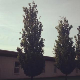 Tall trees standing beside a building under a clear sky.