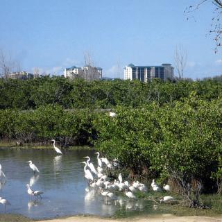 A group of birds gathered in a small water body surrounded by greenery, with buildings visible in the background.