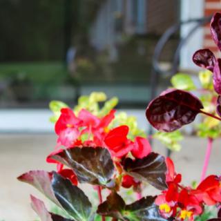 Bright red flowers with deep-colored leaves in a garden setting.