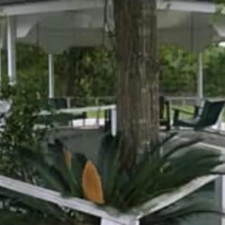 An outdoor gazebo with a tree growing through it, surrounded by greenery and outdoor seating.