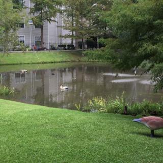 A serene pond surrounded by lush greenery and buildings, with birds gracefully gliding on the water.