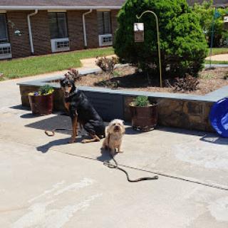 Two dogs enjoying a sunny day in the garden, patiently waiting.