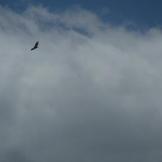 A solitary bird soaring through a cloudy sky.
