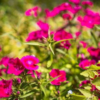 Vibrant pink flowers blooming in a lush garden setting.