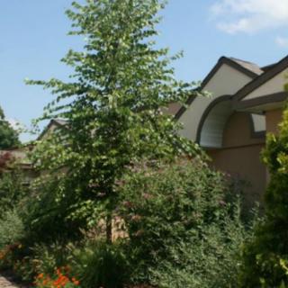 A lush garden with a prominent tree in front of a house.