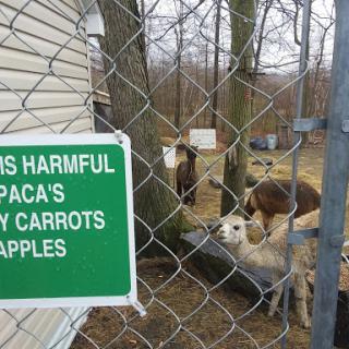 A warning sign indicating that alpacas should not be fed carrots and apples, alongside the animals themselves.