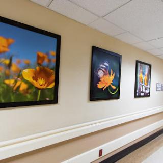 Vibrant floral photography adorns the walls of a serene hallway.