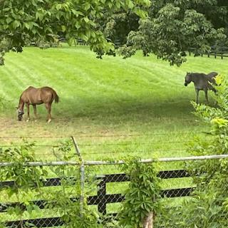 Two horses grazing peacefully in a lush green pasture.