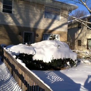A snow-covered bush in front of a house on a sunny winter day.