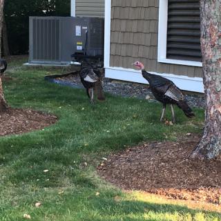 A group of turkeys foraging in a grassy area near a building.