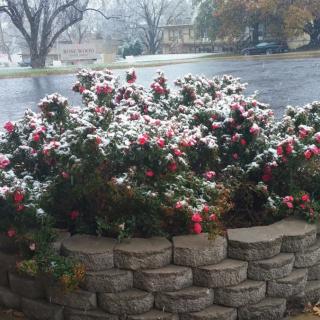 A garden bed with red and green flowers lightly dusted by snow on a winter day.