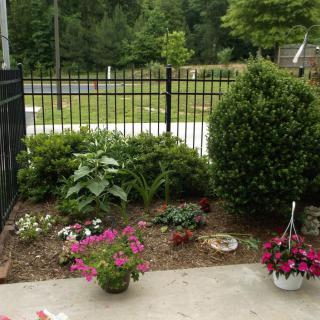 A small garden with various plants and flowers near a black metal fence.