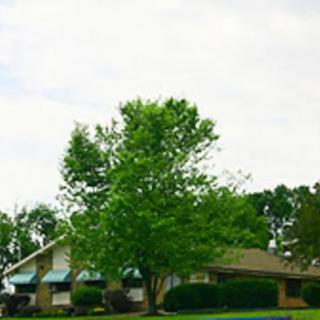 A suburban house surrounded by lush greenery and trees.