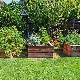 A lush garden with wooden raised beds filled with various plants and vegetables.