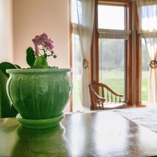 A cozy room with a green pot holding a flowering plant, set against the backdrop of a sunlit window.