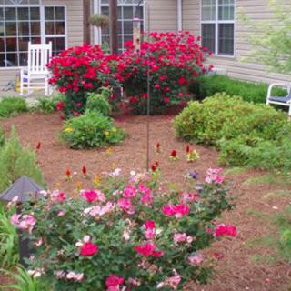 A beautifully landscaped garden featuring vibrant roses and lush greenery in a residential setting.