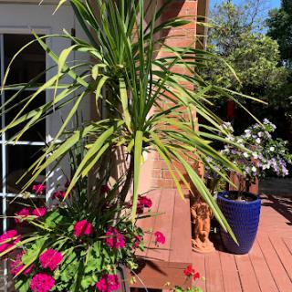 A sunny outdoor space featuring vibrant flowers and lush greenery.