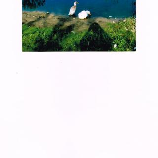 A pair of swans by the lake basking in the sunlight.