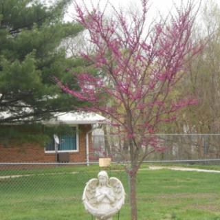 A blossoming tree with pink flowers stands next to a decorative statue in a garden.
