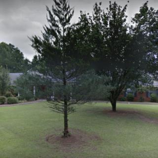 Pine Needle of Greenville