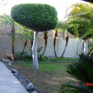 A well-maintained garden with trimmed trees and lush greenery.