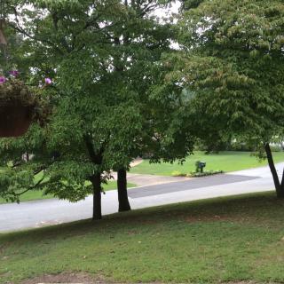 A serene outdoor scene with lush green trees and a road.